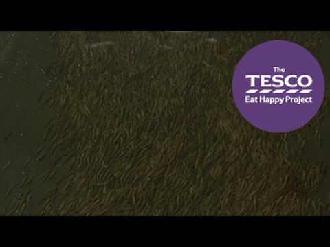 Slippery Salmon: feeding the alevin