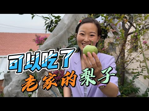 院子裡的