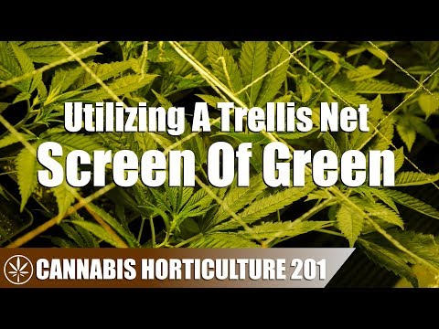 Growing Cannabis With A Screen Of Green (SCROG)