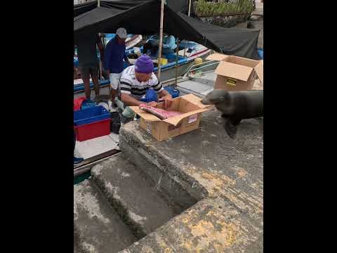 Los pescadores de Santa Cruz - Galápagos - Ecuador 🇪🇨 #galapagos #lifestyle #santacruz