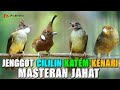 KOMBINASI CUCAK JENGGOT GACOR CILILIN GACOR KATEM GACOR KENARI GACOR
