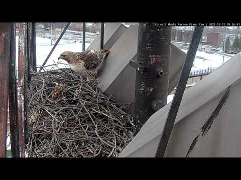 Arthur Makes A Pit Stop To Cornell Hawks Nest On Gray Morning – March 1, 2021