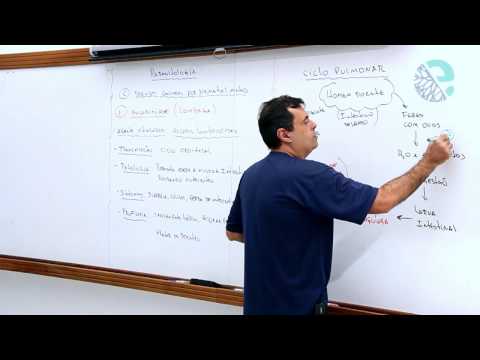 Parasitologia: ascaridíase