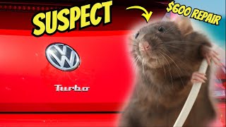 Can a Rat REALLY Destroy Your Car's Wiring Harness?