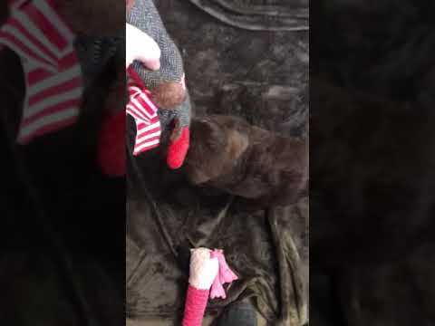 Zarya Female Labradoodle