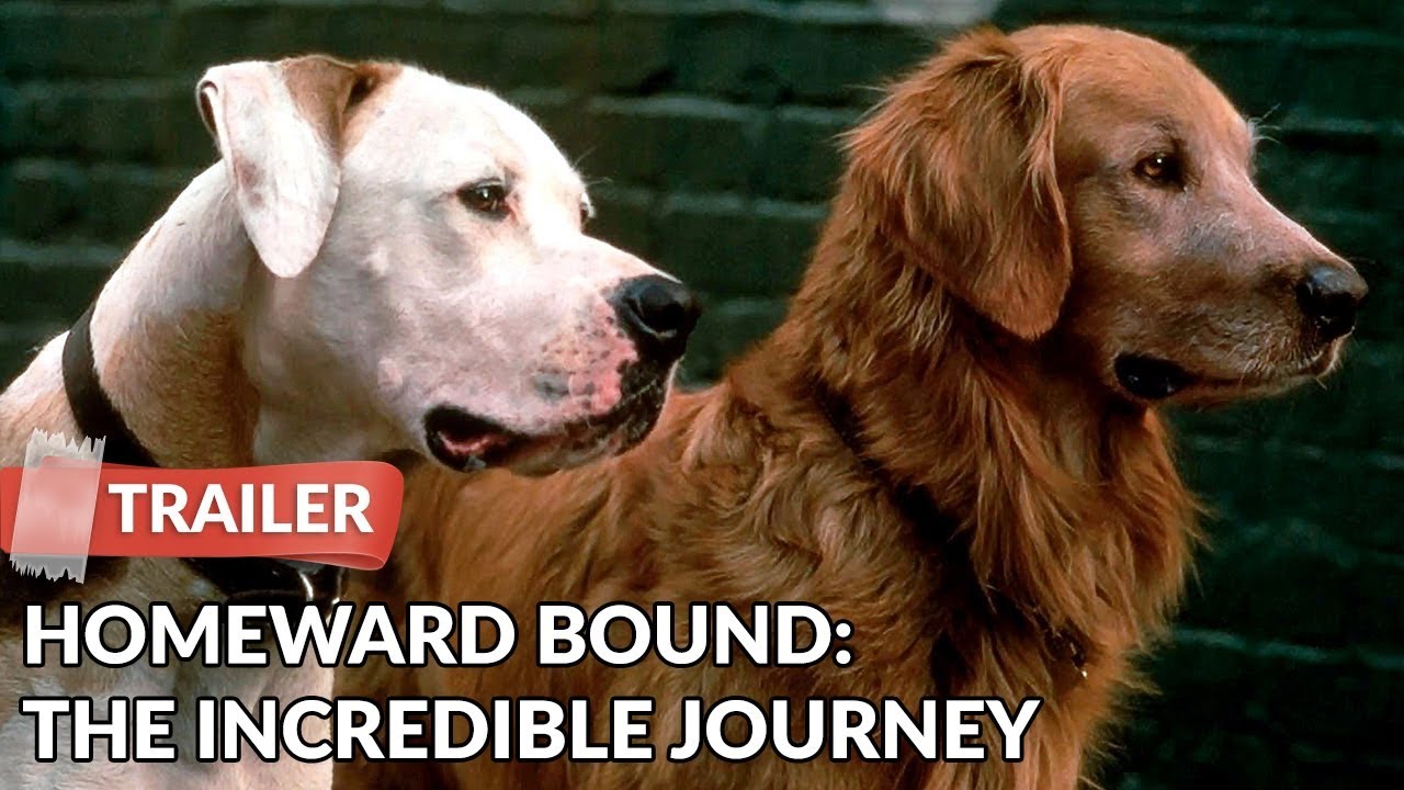 Homeward Bound: The Incredible Journey (1993) Trailer HD | Michael J. Fox | Sally Field - YouTube