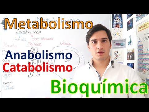 Metabolism and Metabolic Pathways (Anabolism and Catabolism) IN 11 MINUTES!