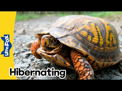 Hibernating Animals | Bats, Skunks, Bears, Turtles, and More | Stories for Kindergarten