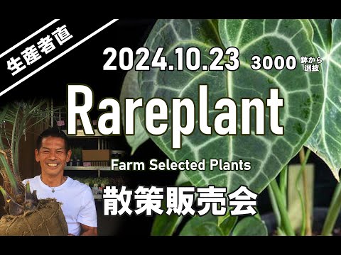 園芸 パセリの葉のライラック、ラシニアテッド ライラック