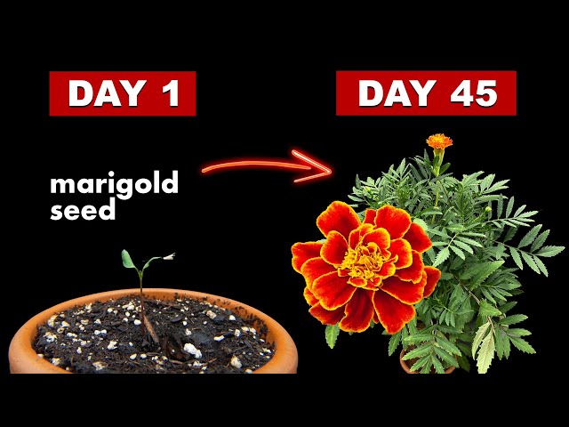 ماري جولد فرنسي (عضوي) 50 بذره