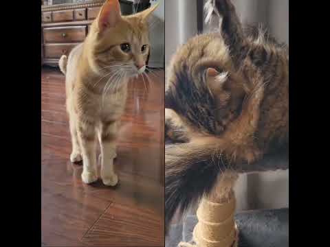 Manju and Mochi making weird cat sounds. #cat #catlover