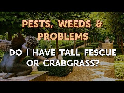 Do I Have Tall Fescue or Crabgrass?