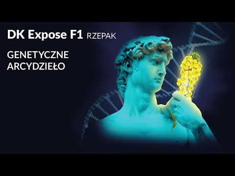 DK EXPOSE F1 - rzepak ozimy, odmiana hybrydowa hodowli DEKALB
