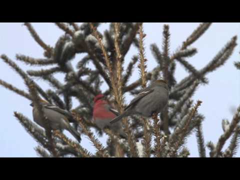 Grosbeaks at Feeder