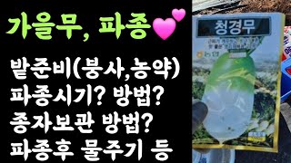 가을무 파종???? 밭준비(비료,농약)? 파종시기 및 방법? 종자보관방법? 파종후 물주기 등