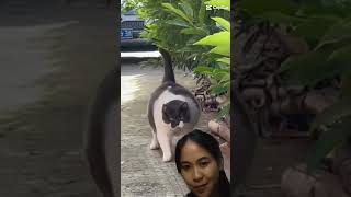 Download lagu d #cat #tingkahlucukucing dung Nang dung dung nangg 😂 lucu bnget kucing gemoy 😚 mp3