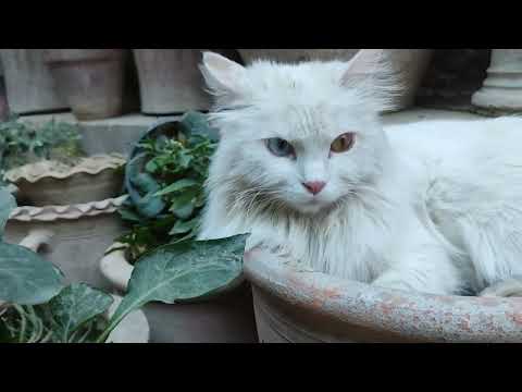 Miew the amazing cat having different eyes color is Sitting in the Pot and Relaxing