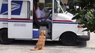Josie gets mail from mailman