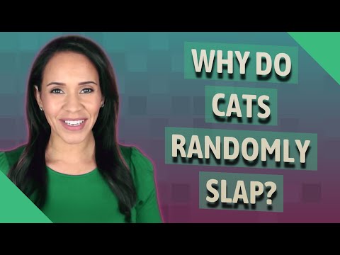 Why do cats randomly slap?