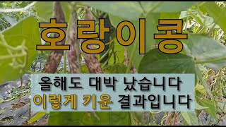 호랑이콩 올해도 대박 났습니다. 이렇게 키운 결과입니다. #텃밭에서 호랑이콩 가꾸기 #호랑이콩 심는 시기 #…