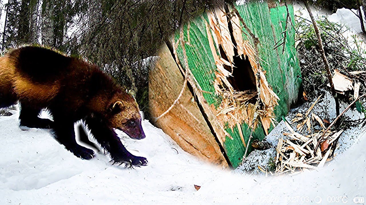 Росомаха прогрызла доски. Мой снегоход . 
