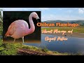 Chilean Flamingo Vibrant Plumage And Elegant Posture Flamingo Chile Animals