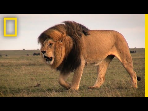 勇士守望--保護肯亞的獅子保護肯亞的獅子｜野外探險家 (Warrior Watch: Protecting Kenya's Lions | Explorers in the Field)
