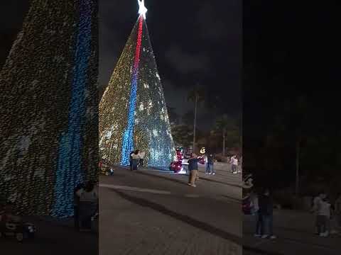 Árbol 🌲 de Navidad Pereira Risaralda Diciembre de 2025