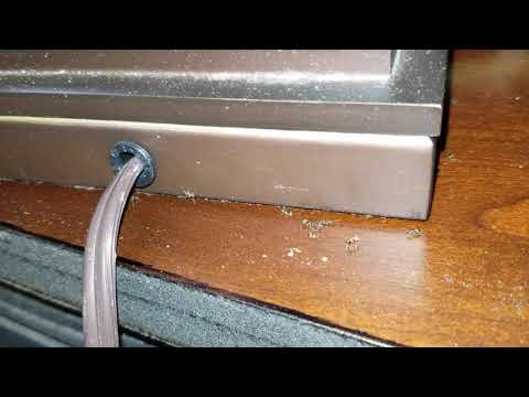 Lamp Filled with Odorous House Ants in Monroe Township, NJ