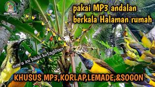 Download lagu suara pikat burung kecil kemade, korlap dan sogon ampuh ❗ MP3 andalan auto panen banyak mp3
