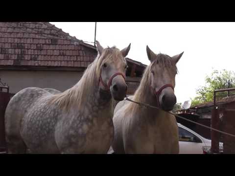 Frumoasele iepe sure ale lui Petrica de la Floresti, Cluj