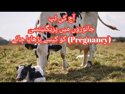 One tip for dairy farming in 15 seconds II Increase conception rates II Improve conception rates