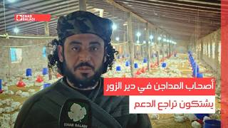 أصحاب المداجن في دير الزور يشتكون تراجع الدعم