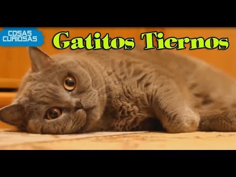 Gatitos graciosos cometelos