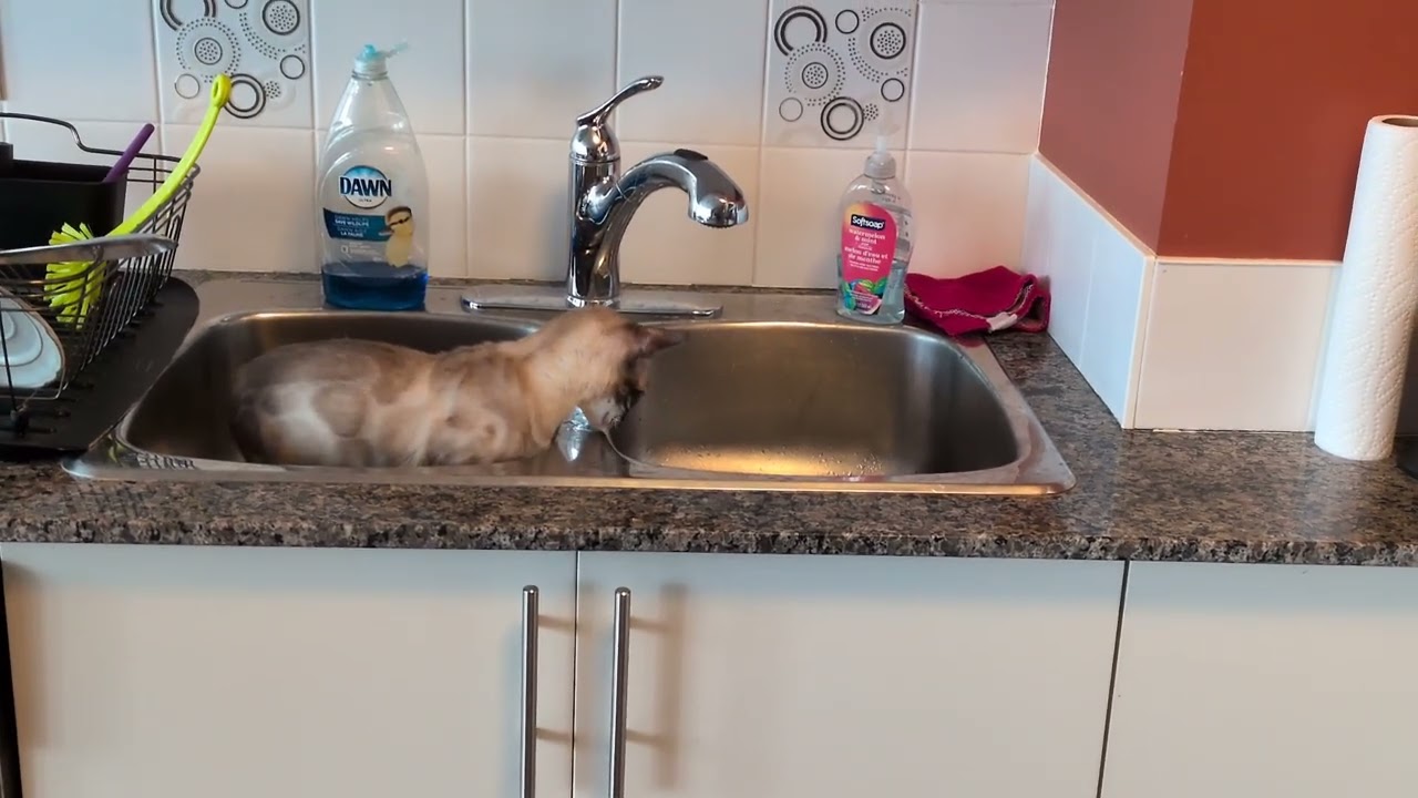 Enlarge Klarissa, a ADOPTABLE Bengal in Mississauga, ON video 6/6