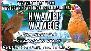 Download lagu Terbaru 1 jam nonstop hwamei terapi air suara burung masteran Hwamei wambie gacor mp3