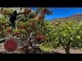 Hidden Nomadic Life Harvesting Wild Cherries And Organic Apples In The Zagros Highlands