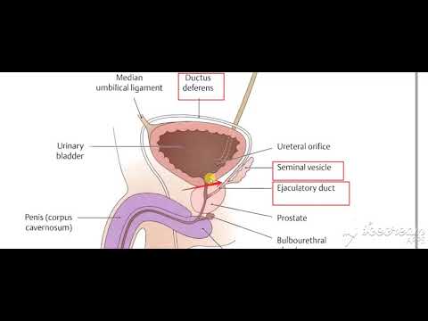 Urinary System