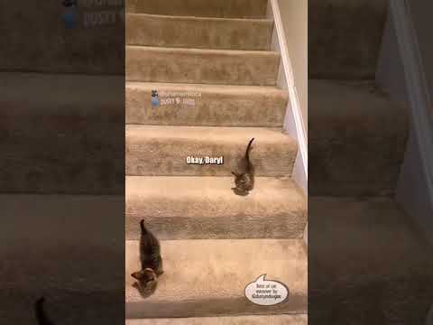 Funny Cat Voice-over Compilation