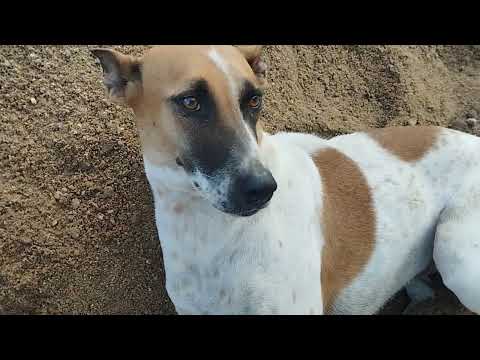 The  dog is responding # Naveen naiwal vlogs #viral # activities # dog lovers