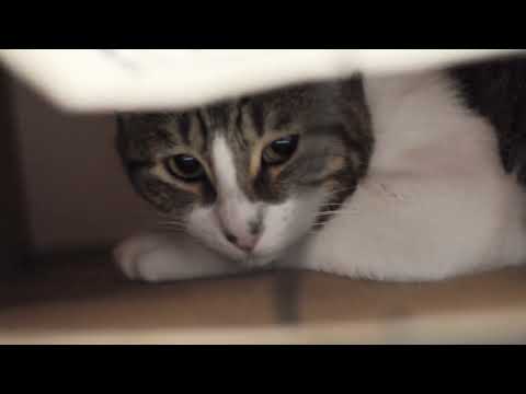 Romeo & Nala FUNNY CATS    #cats #funnycats #gatitos #gatos