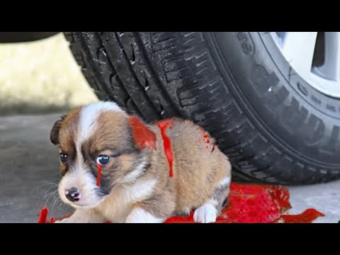 #carvsdog #dye #thingsbroken