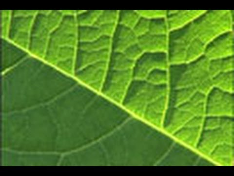 植物の移動方法 危険を冒して健康な根を掘り出す