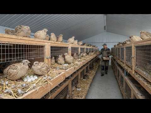 Quail Farming - How to Raise Quail for Meat and Eggs