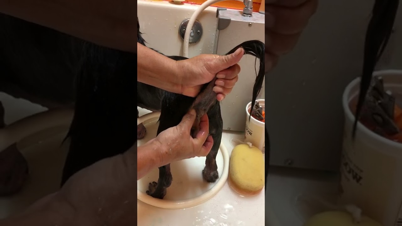 Warning for dogs that scoot well their Anal Gland needs to be clean out! www.Cocojor.com