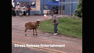 Kabrit La fache - Haitian Creole Version of Billy The Angry Goat
