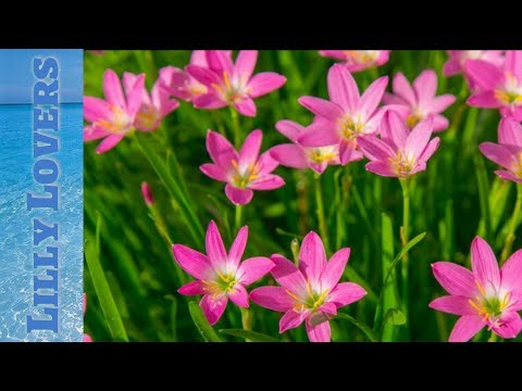 Exactly For Lilly Lovers🌷