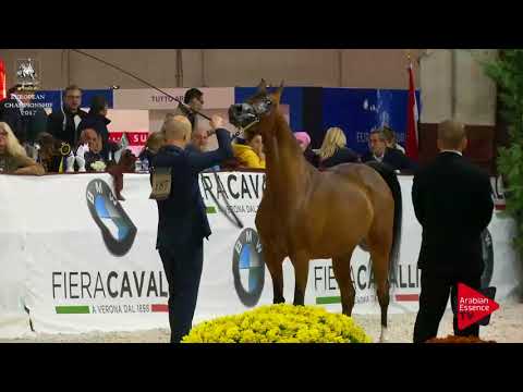 N.187 BERENIKA - Verona 2017 - 7-9 Years Old Mares (Class 8)