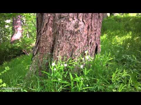 Jyri - Kas mäletad veel seda lõhna