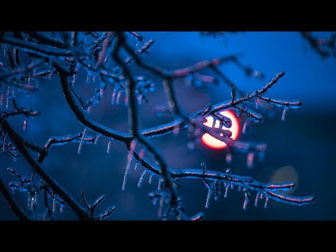 Slideshow: Ice, sleet and snow freeze Lexington's roads, trees and more